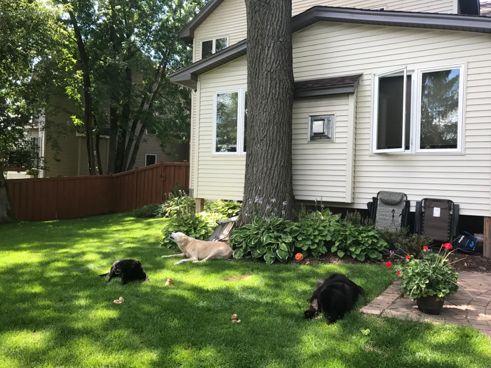 Backyard